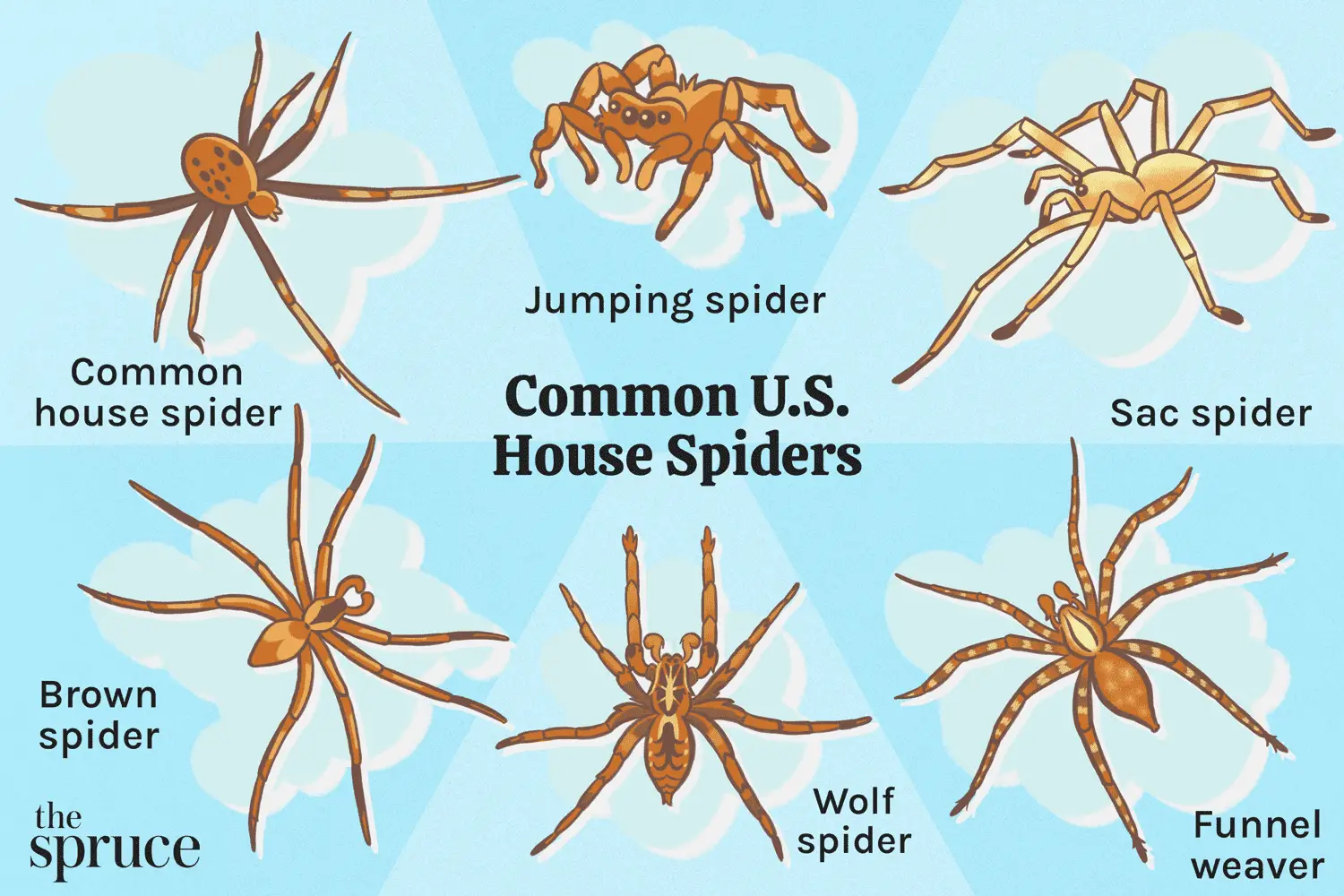 What are the most common spider species found in homes