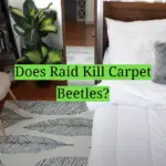 Does Raid Kill Carpet Beetles?