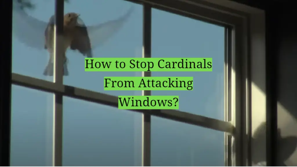 How to Stop Cardinals From Attacking Windows? HomeProfy