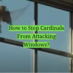 How to Stop Cardinals From Attacking Windows?