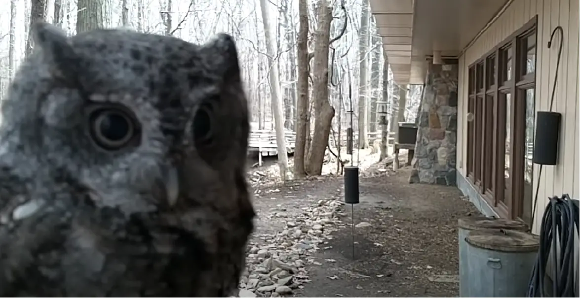 How to Stop Cardinals From Attacking Windows? HomeProfy