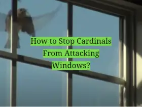 How to Stop Cardinals From Attacking Windows?