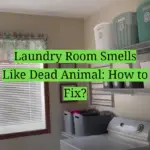 Laundry Room Smells Like Dead Animal: How to Fix?