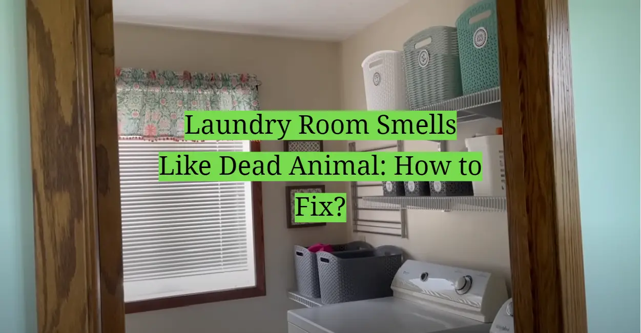 Laundry Room Smells Like Dead Animal: How to Fix?