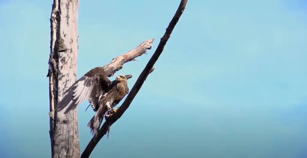 Understanding the Symbolism Behind Spotting a Hawk