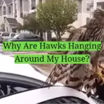 Why Are Hawks Hanging Around My House?