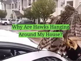 Why Are Hawks Hanging Around My House?