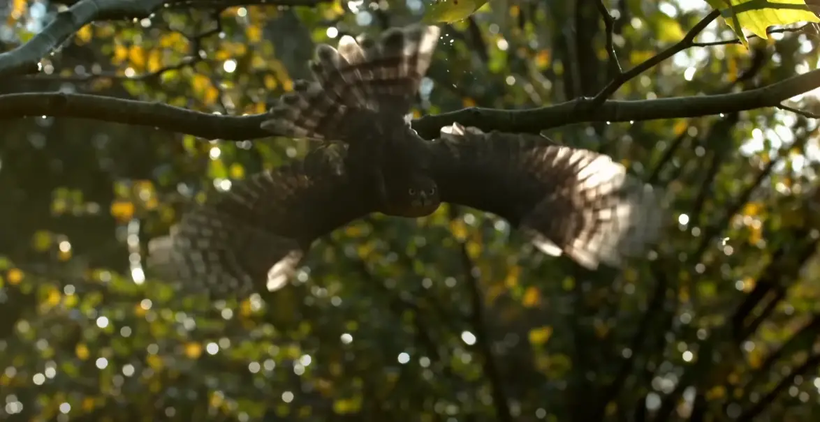 Why Are Hawks Hanging Around My House? - HomeProfy